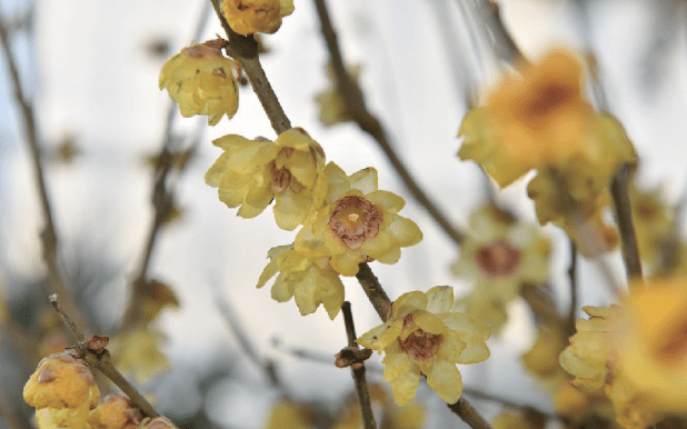 �������˱�����һĨ������ɫ