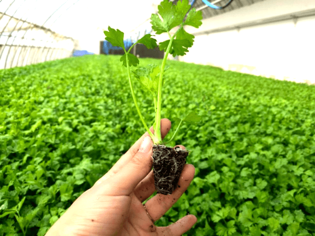 人勤春来早丨春季芹菜育苗,做好"三促"和"三防"_温度_幼苗_时间