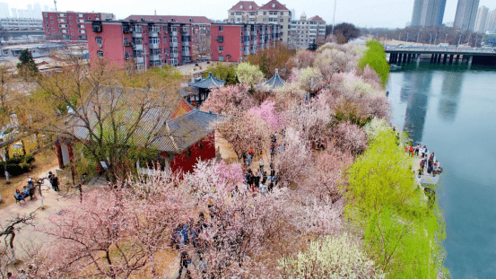 今年桃花节的主题是桃柳新章 悦动红桥