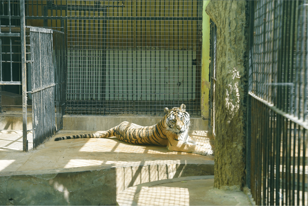 十堰动物园门票免费送!