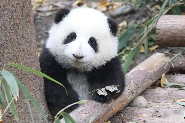 《成长吧!大熊猫》告诉你饲养熊猫的正确方式_中国_花花_动物园