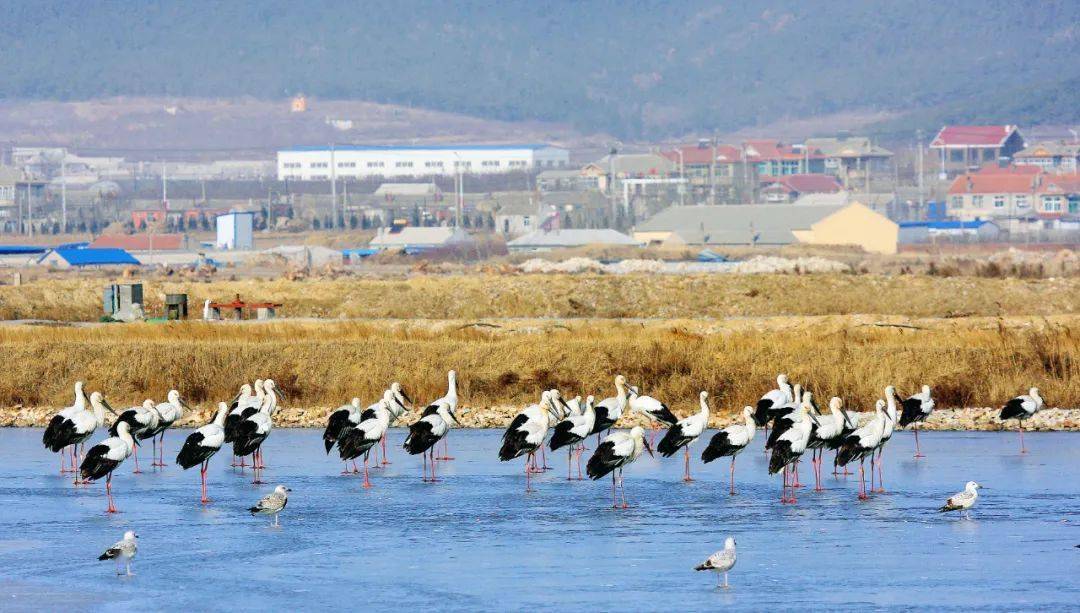 美丽张家村徐徐展开正在辽宁省大连市旅顺口区双岛湾街道村民悦居山水
