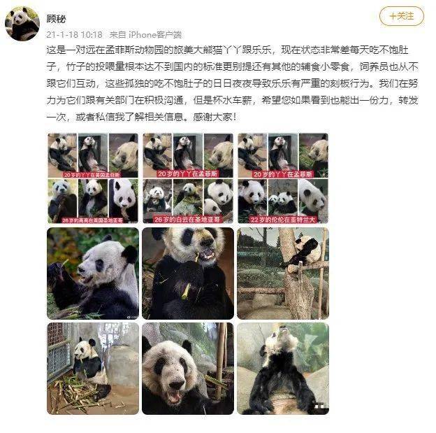 為救熊貓丫丫! 華人包下時(shí)代廣場(chǎng)大屏! 這句話淚目所有人