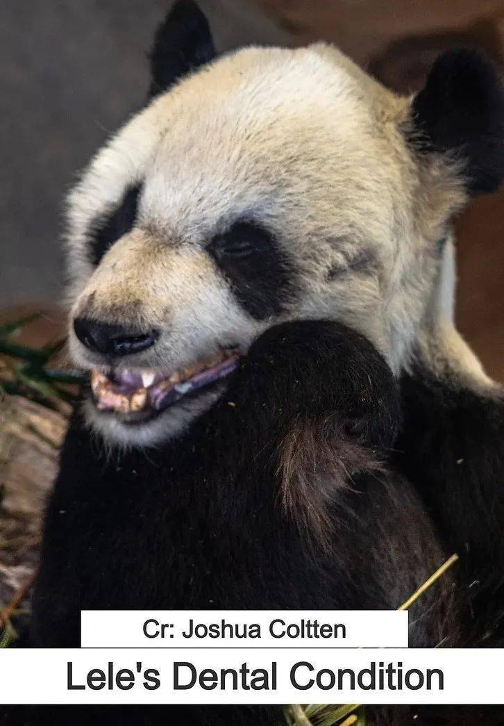 為救熊貓丫丫! 華人包下時(shí)代廣場(chǎng)大屏! 這句話淚目所有人