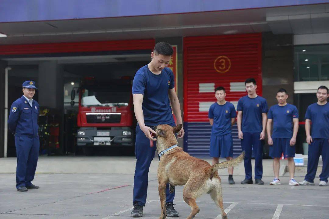 攀枝花消防组织开展搜救犬训导员选拔工作