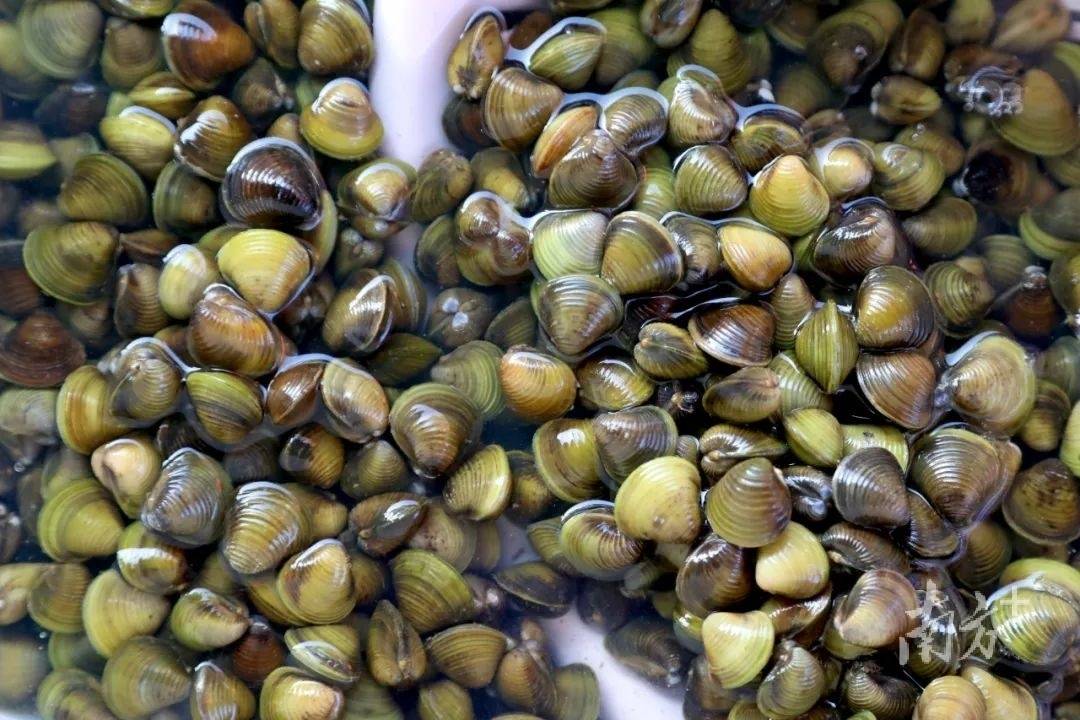 一口蚬一口鲜，萦绕在中堂人心头的乡愁_梁华仔_水乡_肉粥