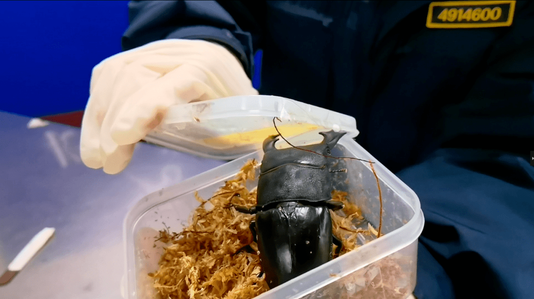 現場關員開箱查驗發現,內件為6個養蟲盒,每個養蟲盒內均有1只甲蟲