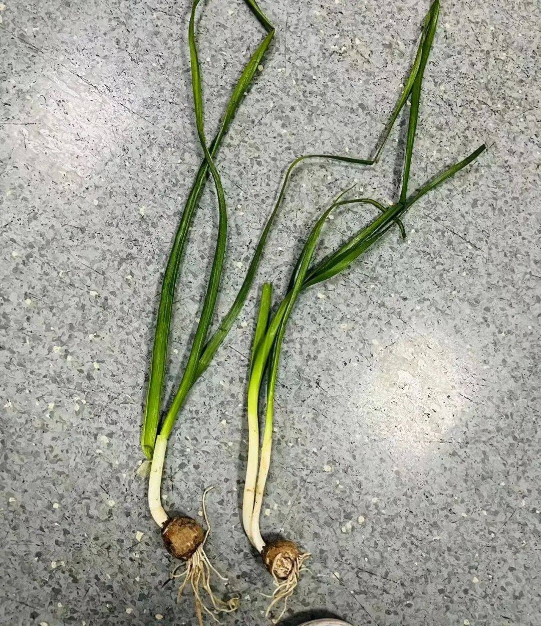 若不小心吃了风雨兰的花瓣可能会出现腹泻呕吐的现象严重时还会
