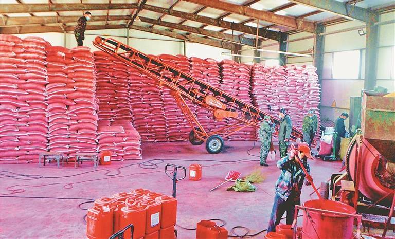 水稻种子包衣作业.