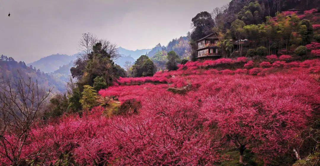 永順縣陳家坡的梅花——燦如雲霞_地方_湘西_牧童