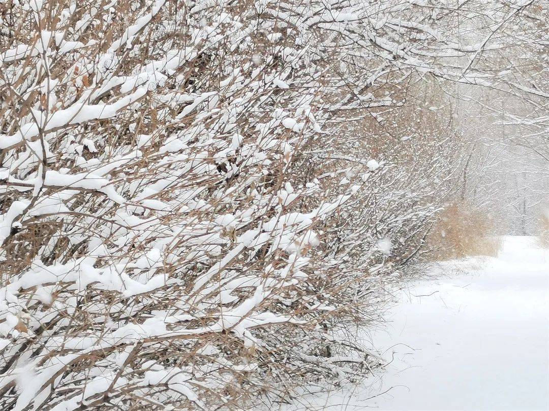 三月的雪花能够有多都雅