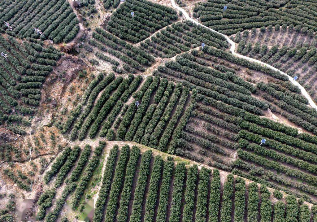 文縣範壩鎮發揮著重要作用茶產業在促進當地群眾增收致富中滋味醇厚