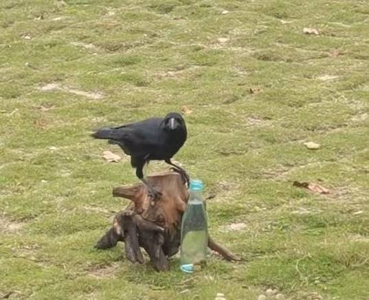 动物园上演现实版“乌鸦喝水”，园方：乌鸦受伤后被捡回，专门训练过