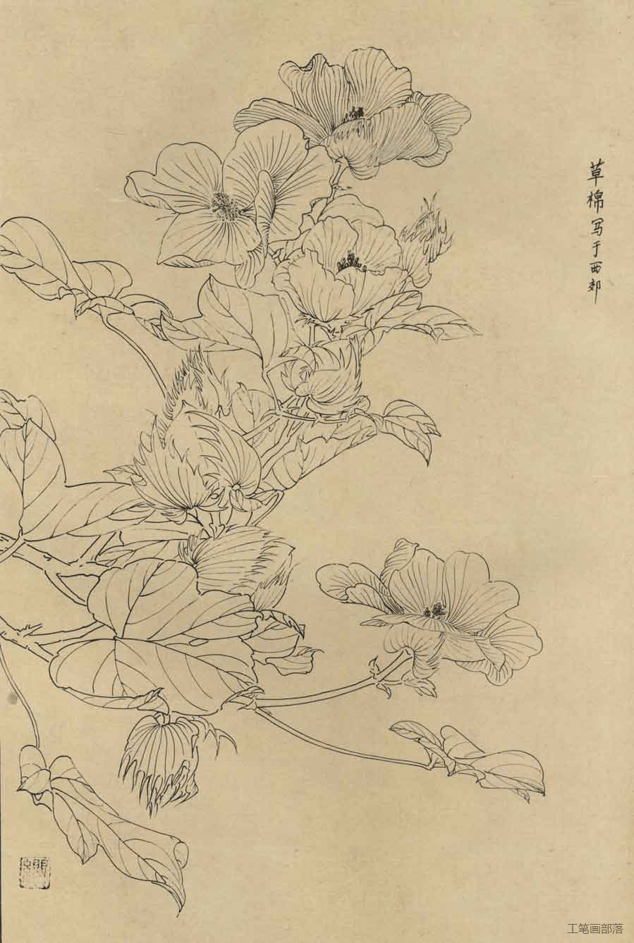 白描之美 及30种花卉白描图_线条_中国画_气质