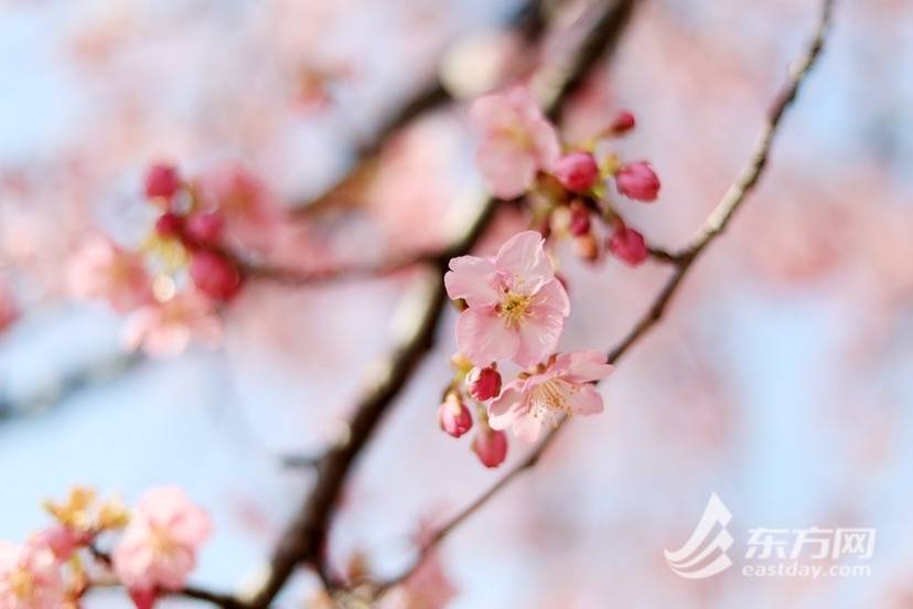 拥抱春日光“樱”，辰山动物园樱花季启幕首日旅客打破三万人次 | 组图