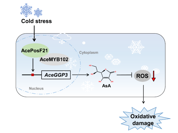 研究提醒猕猴桃维生素C生物合成和冷胁迫调控新机造