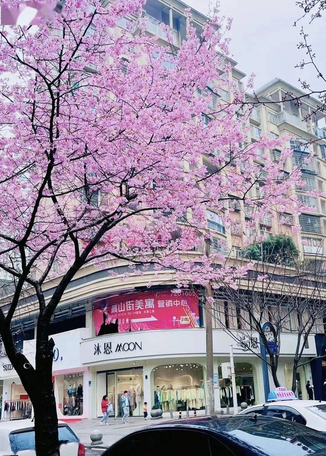 常德高山街樱花已上线,快去打卡拍照吧!