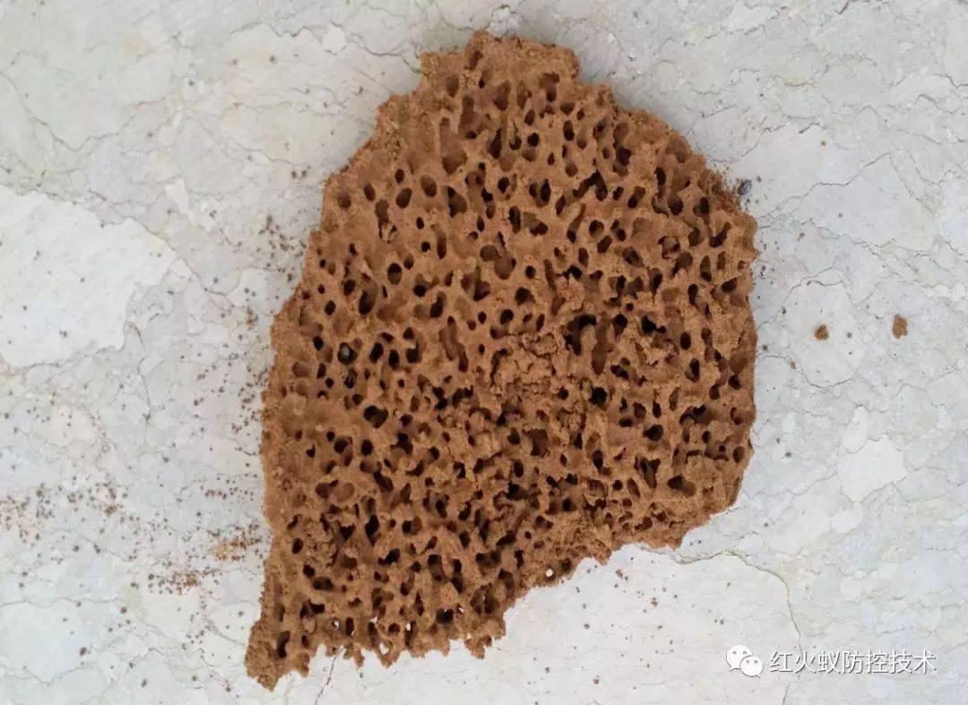 带剧毒,能致命的毒虫——红火蚁