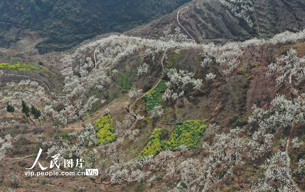 2023年3月3日,随着气候变暖,位于重庆市巫山县大溪乡长江岸边的2000多