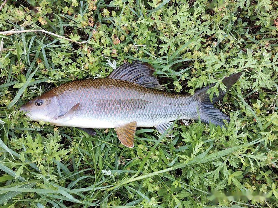 广东韶关率先突破"鲮鱼极品"——桂华鲮人工繁育技术_养殖_亲鱼_繁殖