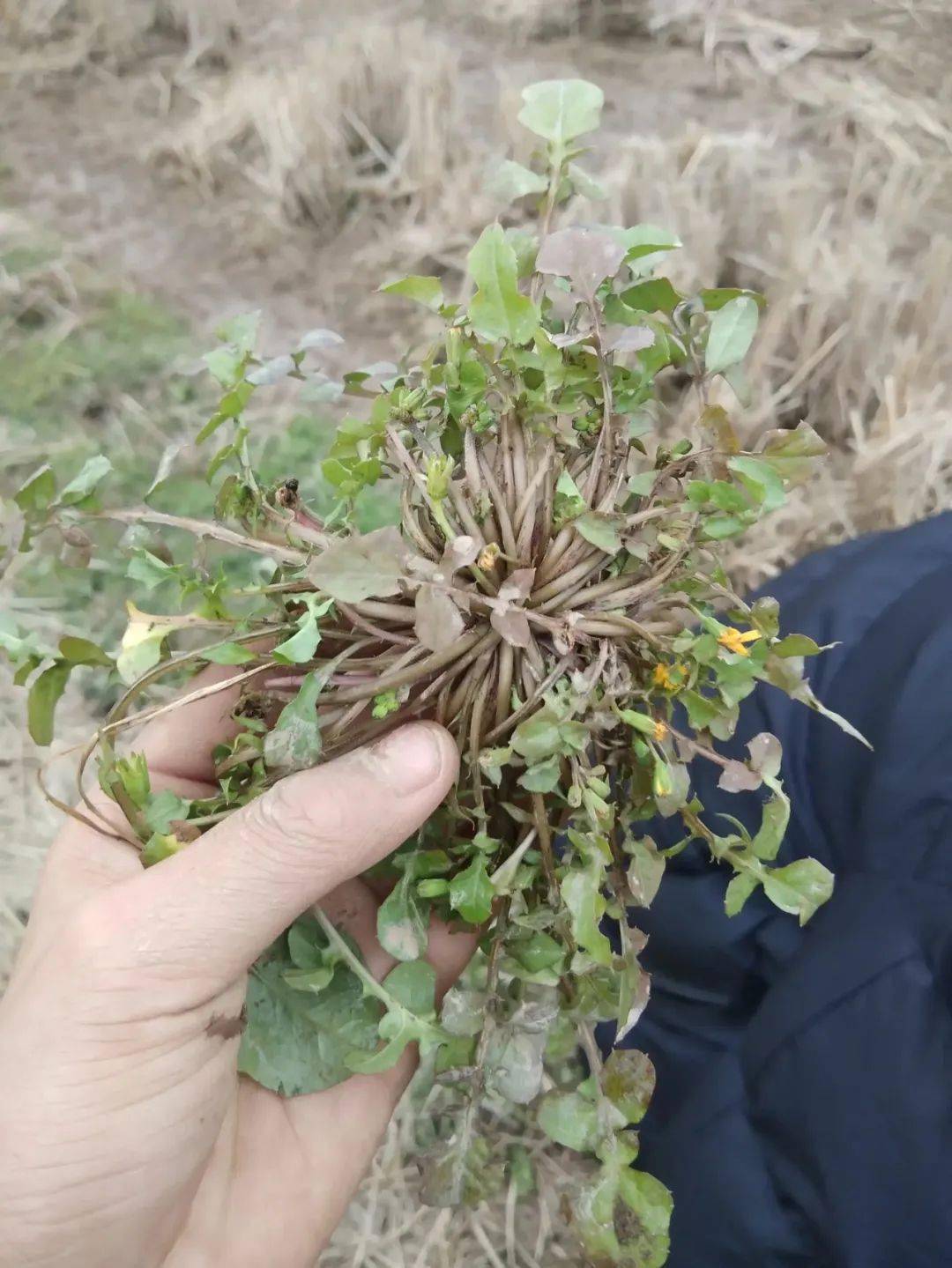 野菜虽味美采集要注意