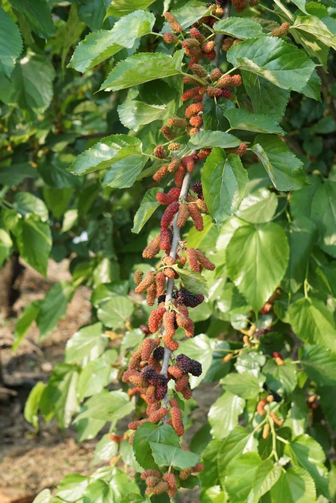 新会这里的桑果成熟了!颗颗鲜甜多汁……_康莉_江门_日报