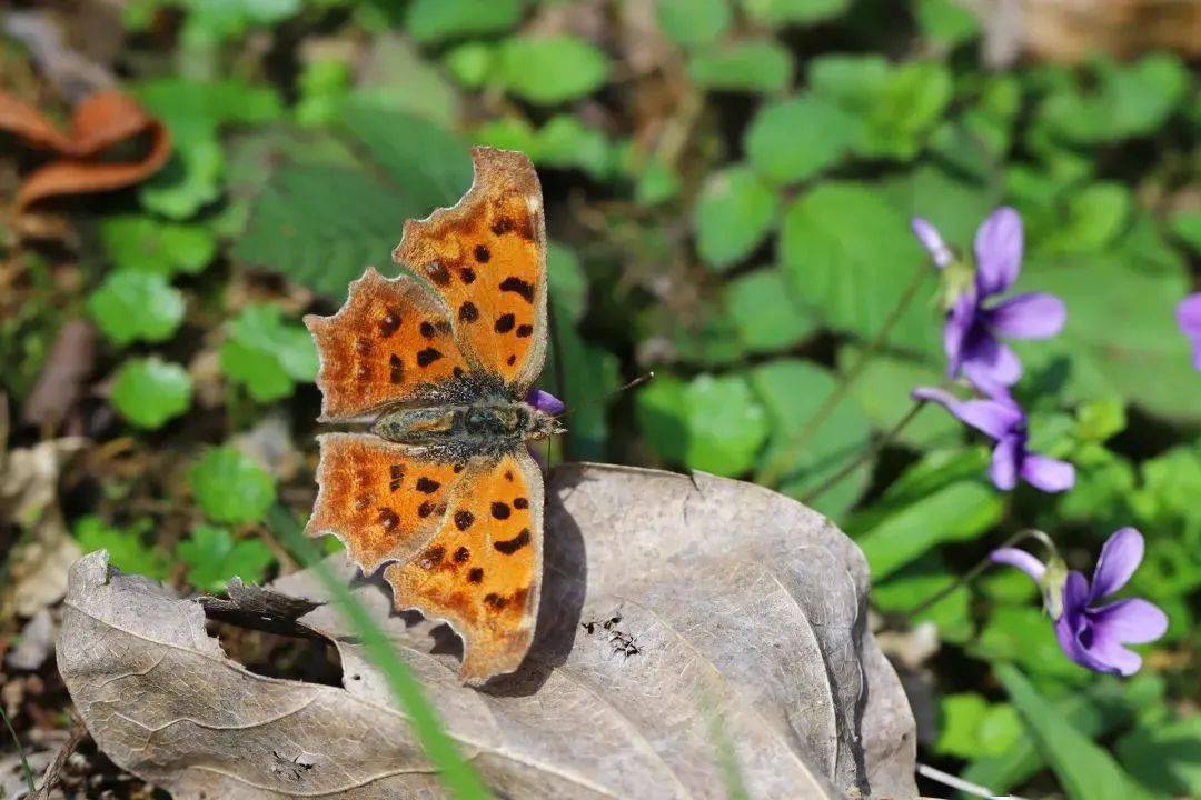 今日惊蛰,赏花吃梨万物复苏,来看看哪些动植物被这雷声惊醒了呢