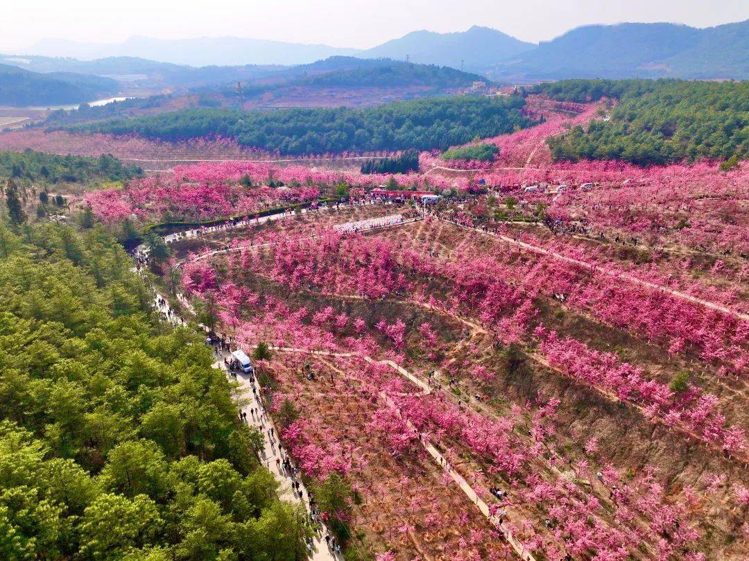 时下,云南各地樱花怒放,位于曲靖市马龙区沈家山樱花谷的千亩樱花也