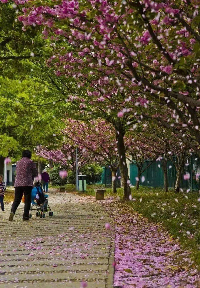 涉及海曙,鄞州,江北,镇海等多地……_落花_南中路_道路