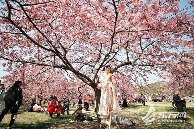 上海辰山动物园樱花季启幕 首日旅客打破三万人次