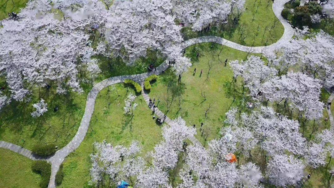 1:宛委山樱花三月团队路线推荐——绍兴和江湖来一次一次说走就走旅