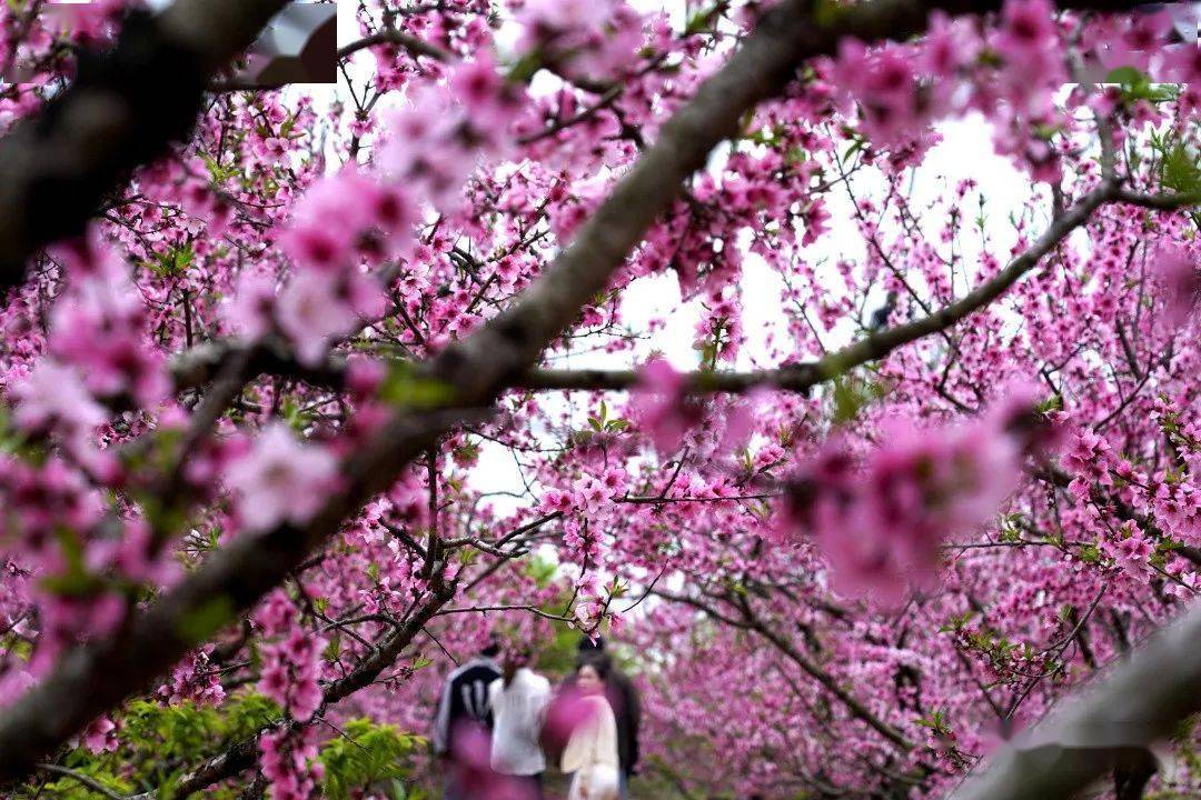 3月6日,恭城瑶族自治县西岭镇的桃花园里,游客们尽情享受春日的阳光
