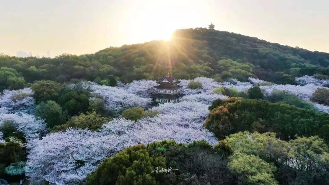 其中,太湖黿頭渚風景區,長廣溪溼地公園染井吉野櫻初放日預計在3月17