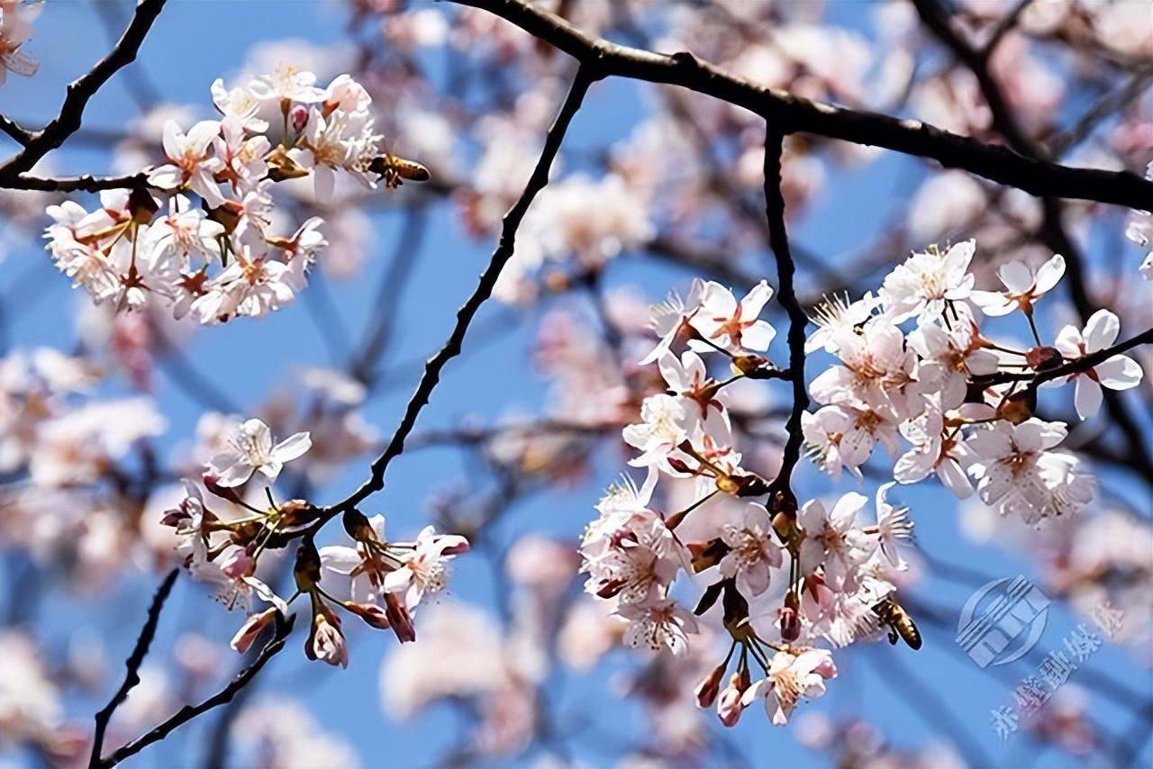 葛仙山樱花图片图片