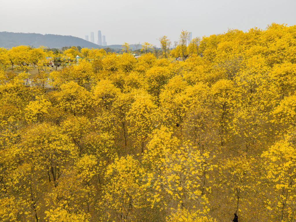 黄花风铃迎春绽放,打卡金黄世界_中国_视觉_铃木