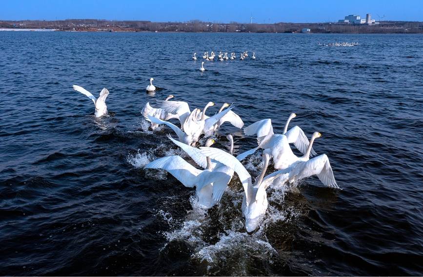 安阳汤阴汤河湿地公园图片