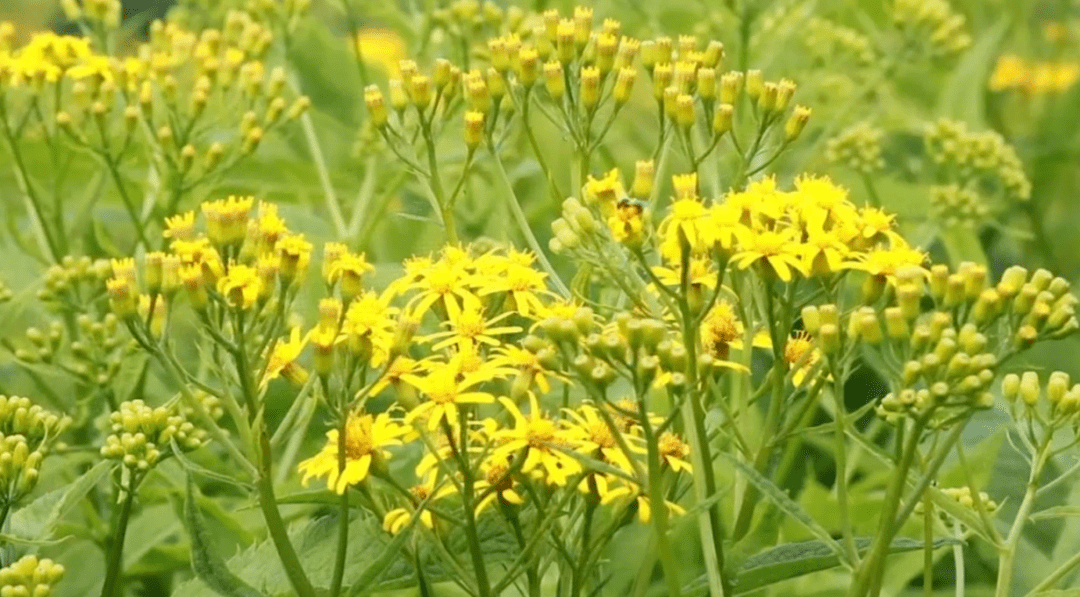 没想到武侠小说里的"返魂草"真的有!