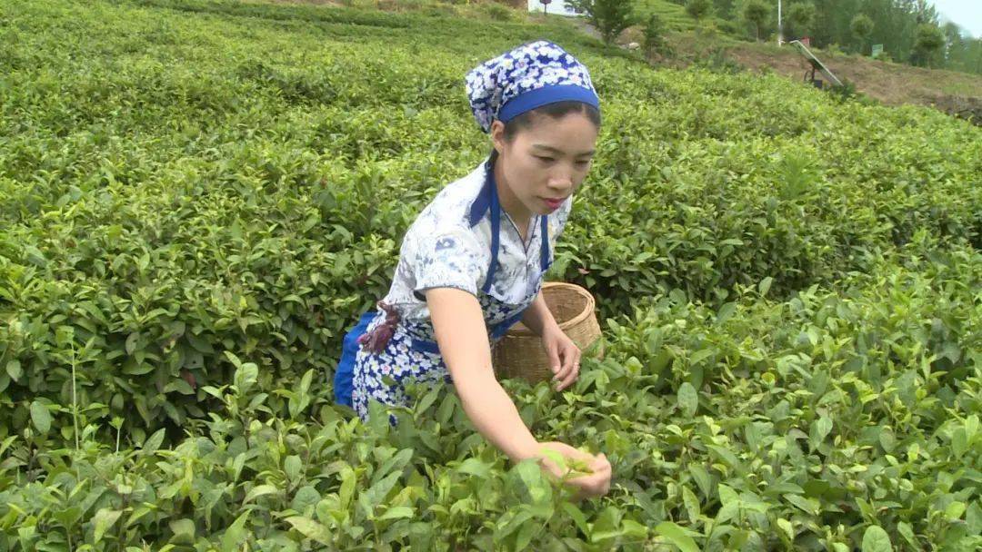 太疯狂了（藏茶申请非遗）雅安藏茶文化内涵 第3张