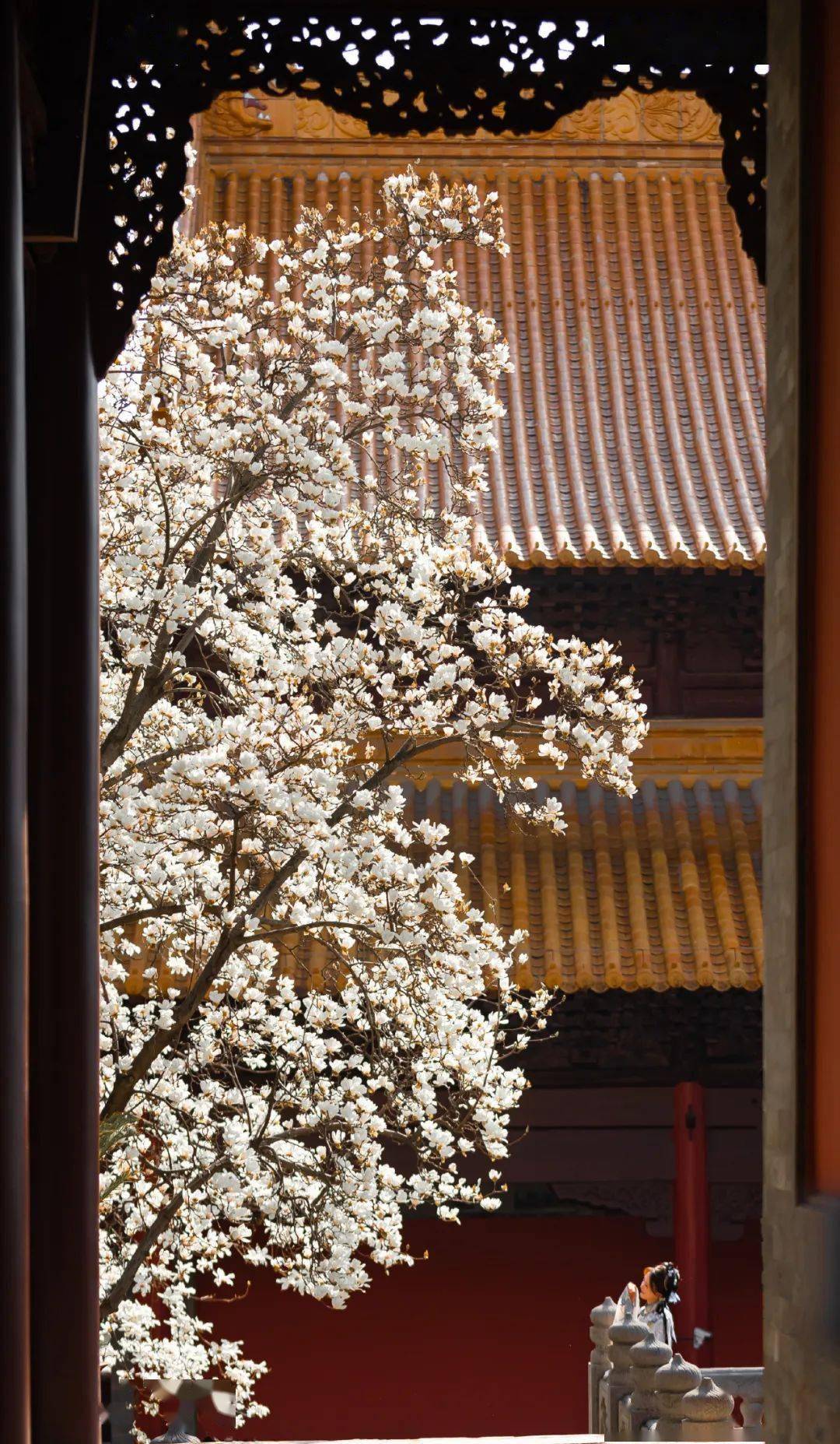 大觉寺拈花_玉兰_西山_俞平伯