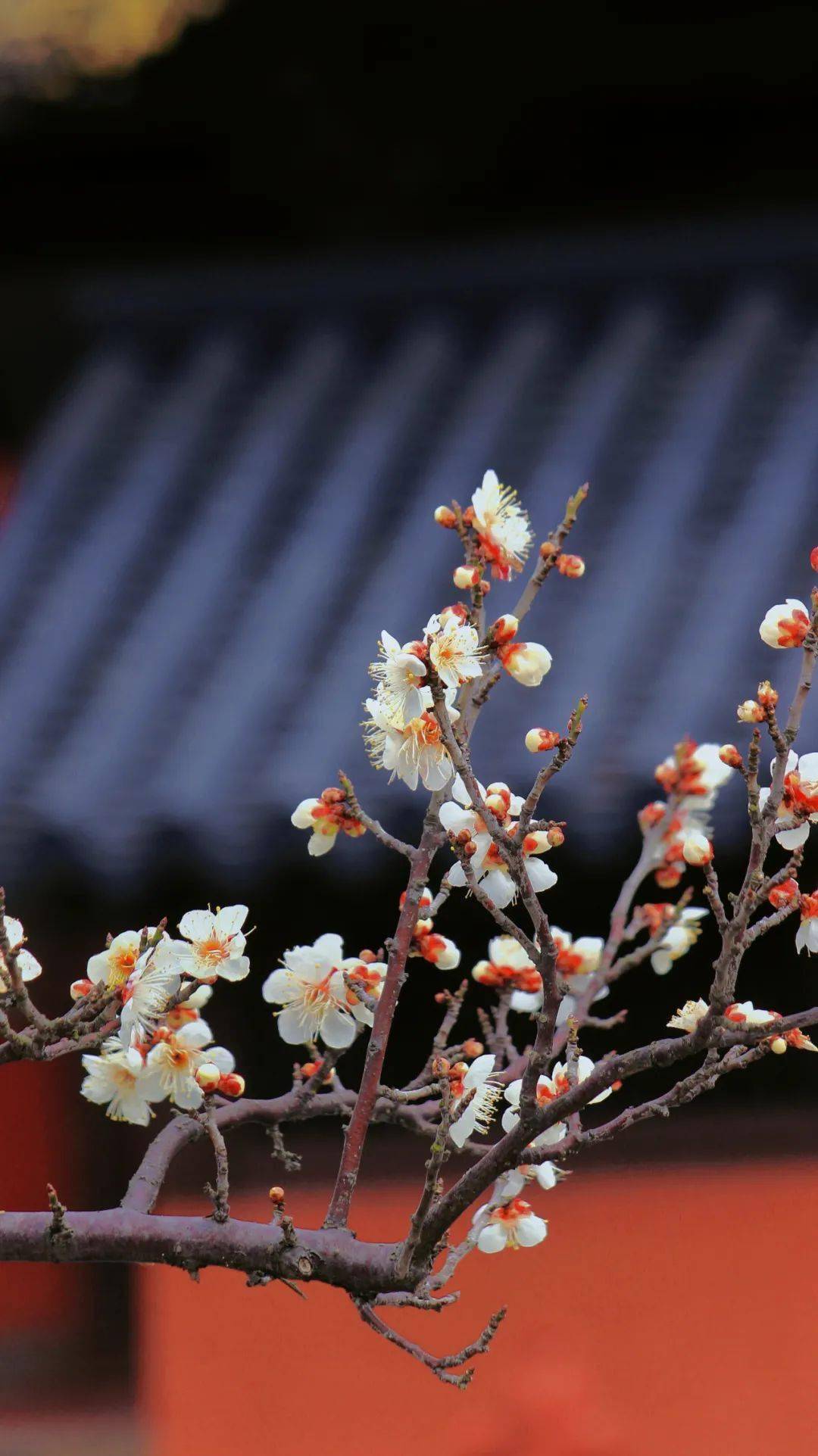 梅花唯美意境图片大全图片