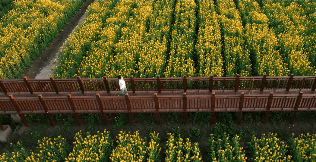 君臨君山,一路花開——君山·良心堡萬畝金色花海在等你~_油菜花_福星