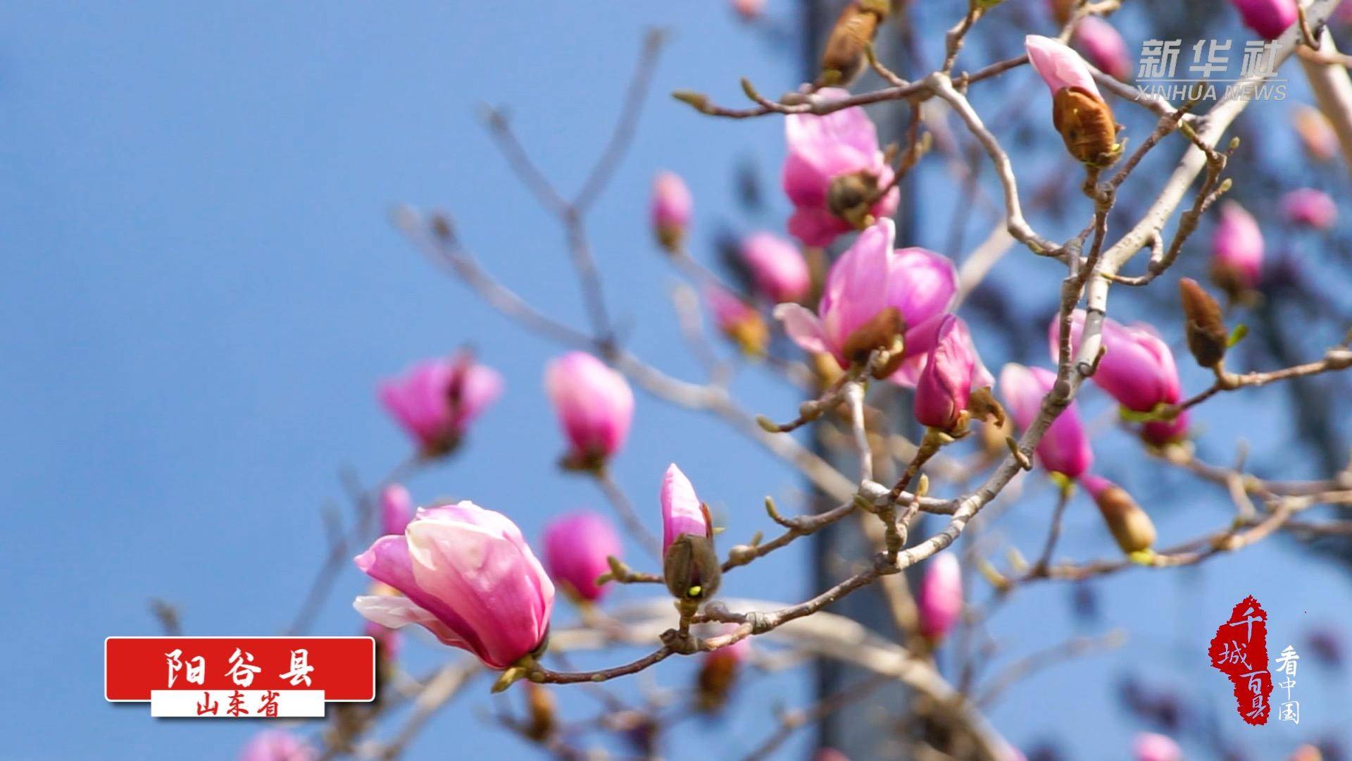 千城百县看中国｜花朵盛开满目春