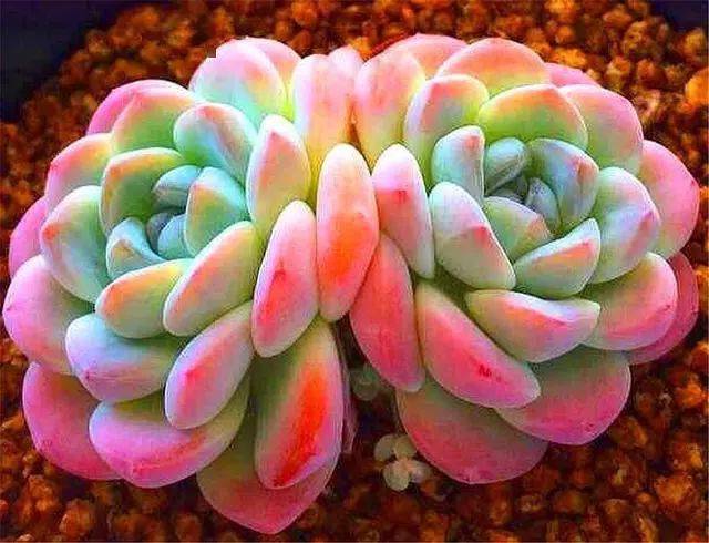 多肉中的"冰美人",只要3招,粉里透红颜值高,不要被名字欺骗_水果_叶片