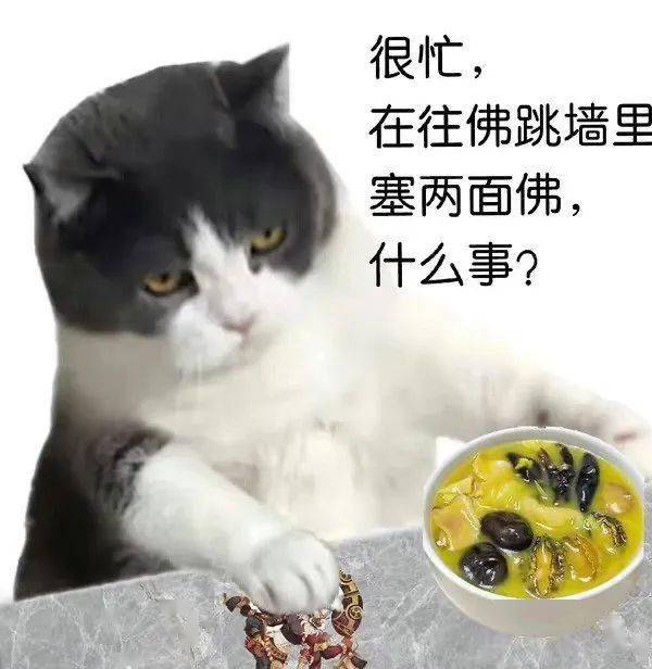 猫猫很忙表情包