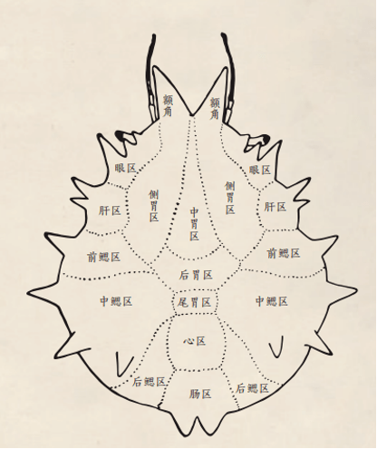 海错图笔记手抄报内容图片