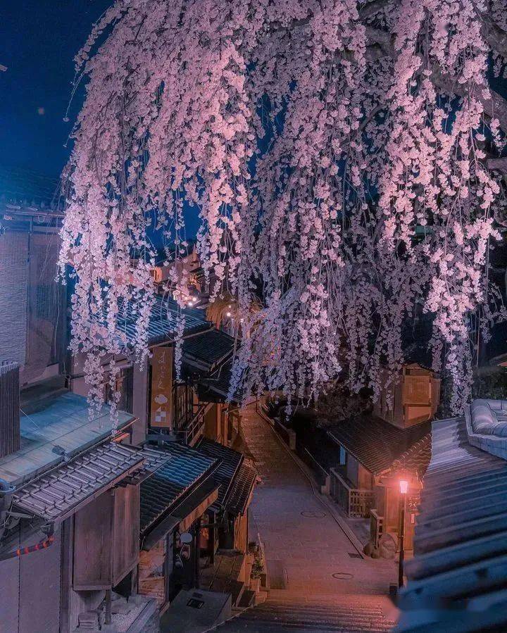 富士山下的樱花夜景图片