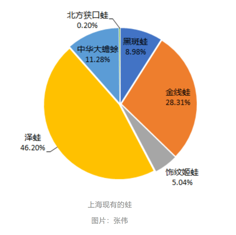 “呱声一片”正磨灭，上海蛙类锐减至6种，栖息地不是有水就行