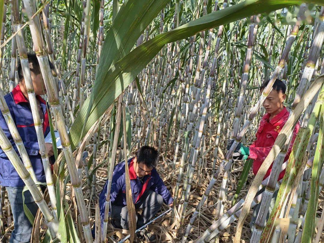 澜沧:甘蔗亩产达10.36吨 "甜蜜"产业有盼头_富邦乡_种植_澜沧县