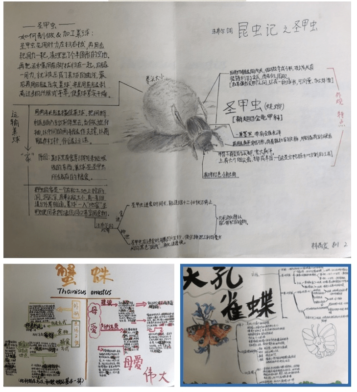 蝉法布尔思维导图图片