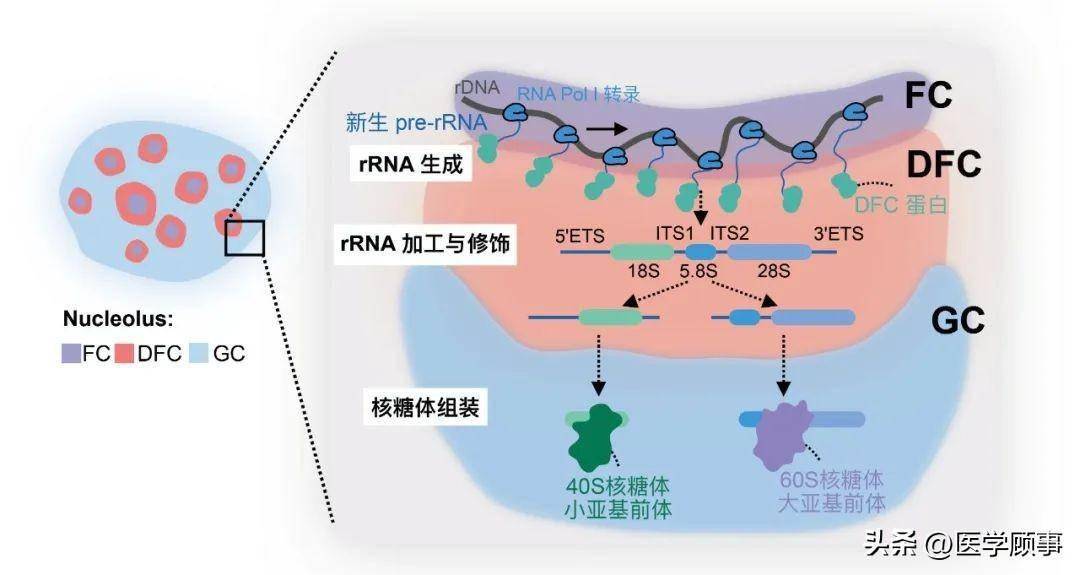 蛋白ddx21并调控其形成的环状结构的大小进而促进rna聚合酶i转录(xing